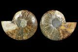 Bargain, Cut & Polished Ammonite Fossil - Madagascar #148062-1